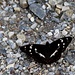 dunkler Schmetterling