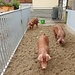 spezielle Schweine - mit vergleichsweise gutem Auslauf