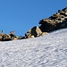 Eine Steinbockmutter mit Nachwuchs auf über 3500m