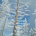 das prächtige Winterwetter schafft auch mit Totholz Kunstwerke