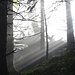 Sonnenstrahlen von der Seite.