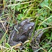 Hübscher Frosch
