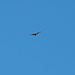 Was für ein Raubvogel fliegt denn da? Deren 4 flogen aus dem schütteren Lärchenwald unterhalb eines Felsbandes auf rund 2300 m auf