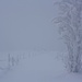 Whiteout, Schneetreiben und mühsamer windverfrachteter Schnee beim Abstieg vom Ballon d'Alsace.