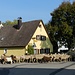 In Neudorf treffe ich eine Schaf- (und Ziegen-)herde beim Weidewechsel.
