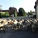 Schafe vor mir
