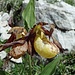 Cypripedium calceolus - Scarpetta della Madonna o di Venere già sfiorita