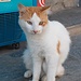 Panormo ist für die vielen umherstreunenden Katzen bekannt; hier ist ein schönes Exemplar zu sehen
