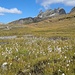 Al Passo di Poyala distesa di eriofori lanuginosi.