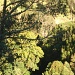 Quetzal in den Bäumen (schlechter Zoom)