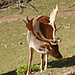 Dammhirsch