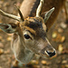 Dammhirsch Jungtier