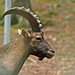 Steinbock 
