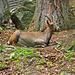Steinbock