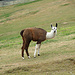 Lama