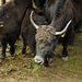 Yaks