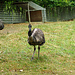 Emu