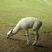 Lama