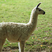 Lama