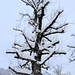 winterlicher (Laub-)Baum bei der Alp Vorder Wengi