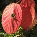Blätter in Herbstfarben. Ansonsten dauert es aber wohl noch ein oder zwei Wochen bis die Wälder ihre ganze Farbenpracht entfaltet haben 