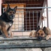 Indemini - zwei liebe Schäferhunde, welche nicht immer bellen
