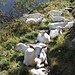 <b>Incontro un gregge di una dozzina di capre bianche, che imperturbabili non si scansano dal sentiero. Mi osservano incuriosite e continuano a ruminare, sicure e tranquille.</b> 