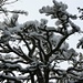 schneebedeckte Bäume