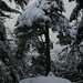 schöne Kiefern auf dem Kienberg