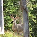 Plötzlich raschelt es gefährlich im Gebüsch: ein Bär? Aber nein, es ist nur ein Deer, das Zoom meiner Kamera holt es heran. Eine zeitlang läuft es vor uns auf dem Bergsteig entlang, bis es seitlich um Unterholz verschwindet.