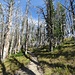 ..... sind stumme Zeugen eines verheerenden Waldbrandes, der in diesem Teil des Nationalparks 1988 gewütet hat.