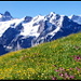 Fototapete Grindelwald mit Flowerpower im Vordergrund.