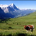 Musste der Kuh zuerst ein <b>Zehnernötli</b> zustecken, damit sie aufs Bild kam! So <b>verlottert sind mittlerweile die Sitten</b> in von Touristen überschwemmten Berggebieten.<br /><br />Ein selbsternannter Experte <b>eidg. reglementierter Heiterkeit</b> (der für Hikr noch keinen einzigen Bericht verfasst hat) hat mir kürzlich völlig unaufgefordert, jedoch im Brustton der Empörung mitgeteilt, dass er meinen "Humor sehr gesucht!!" (doppeltes Ausrufezeichen) fände. Das hat mich traurig gestimmt, weil der gute Mann offenbar nicht einmal meinen   [http://www.hikr.org/tour/post19239.html Ratgeber] für eine gepflegte Interpunktion verinnerlicht hat. Und zu guter Letzt entwickelte sich der Bedauernswerte gar zu einem<b> pathologischen Stalker</b>.