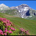 Bei Gratschärem. Welcher Berg das <b>Schwarzhorn</b> ist, möge jeder mit viel Fantasie und Einfühlungsvermögen bitte selber heraus finden (der andere Hoger ist übrigens weder relevant, noch heisst er Grünstock!).<br /><br />Ergänzend zu [http://www.hikr.org/post19351.html dieser Diskussion] wäre es in vielen Fällen sicherlich auch zu begrüssen, wenn die <b>Qualität der Fotos</b> zahlreicher Berichte besser wäre, bzw. wenn die Bilder besser aufbereitet würden (Zuschneiden, Farbsättigung, Farbtonkurve, etc.). Eine Digitalkamera allein ist mit etwa gleich viel Intelligenz gesegnet, wie meine Stasi-Ueberwacherin vom Dienst. Die mitgelieferte Software, aber auch viele (oft völlig kostenlose) Programme ermöglichen es jedoch auch ausgesprochenen Laien, mehr aus ihren Fotos zu machen. Bei Windows gibt es für simple Verbesserungen eine "Fotogalerie" (bei Windows-7 separat herunter zu laden), die über eine automatische Anpassungsfunktion - die nun wirklich auch der Ungeübte einsetzen kann - verfügt. Und was das Bildrauschen angeht, gibt es ebenfalls viele Programme (ich schwöre auf Noiseware), um diesem Uebel zu Leibe zu rücken. Ich selbst bearbeite jedes einzelne Foto, bevor ich es ins Netz stelle. Das kostet recht viel Zeit, im Hinblick auf einen<b> respektvollen Umgang mit den Sehnerven</b> der Betrachter ist dieser Mehraufwand aber gerechtfertigt.<br /><br />Ich bin ggw. daran, eine ausführliche Liste aller von mir bisher getesteten/verwendeten kostenpflichtigen und kostenlosen Bearbeitungsprogrammen und Zusatzmodulen zu erstellen, und stelle diese - wenn sie einmal fertig ist - gerne interessierten PROs zu.