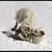 <b>Unterhalb Blau Gletscherli, panem et circenses (I)</b>