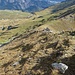 Abstieg vom Gipfel zurück auf den Grat zum Foggenhorn