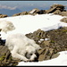 Wildgärst, Siesta (sollte dringend die Hunde umspritzen, damit sie im Schnee etwas besser zur Gelung kommen).