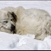 <b>Schönheitsschläfchen. </b>Die weniger Schönen dieses Planeten entwickeln sich bekanntlich in Einzelfällen zu WadenbeisserInnen. Für diesen Fall habe ich meinen Hunden nach Иван Петрович Павлов (<b>Pavlow Prinzip</b>, Ungebildete schreiben fälschlicherweise Pavlov, also mit Vögelivau am Schluss) beigebracht, wie man souverain mit diesen Beissern umgeht.