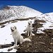 Blick zurück zum Gipfel.
