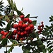 Vogelbeerbaum (Sorbus aucuparia)