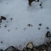 Die Schneehühner hinterliessen Spuren im Schnee.
