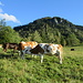 Kühe bei Küeberg