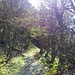 Auf der alten Passstraße geht es vom Col de la Schlucht...