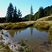 Teich oberhalb des Oberbergli. Es tummeln sich noch immer hunderte von Kaulquappen.