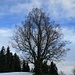 der prächtige Baum auf der Hornbachegg; hier einmal mit etwas Blau im Hintergrund