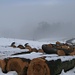 beim Eintauchen in den wieder steigenden Nebel zeigt sich ein letztes winterliches Sujet
