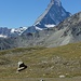 Schwarznasenschafe mit Matterhorn.<br />Alle Schafe versuchen in den Schatten des Felsens zu kommen.