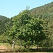 Die Edelkastanie ist in den Wäldern des Pfälzer Berglandes oft anzutreffen. Ein mit vielen Früchten behangenes Exemplar steht am Südfuss des Wölmersberges.