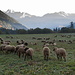 Ende  Sommer auch für die  Schafe, oben, über der Waldgrenze hat es ihnen sicher besser gefallen