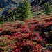 leuchtender Berg-Herbst 5